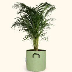 Bourgeon - Palmier areca - dypsis lutescens 120cm + pot respirant vert ø30cm Sale