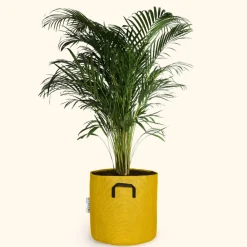 Bourgeon - Palmier areca - dypsis lutescens 150cm + pot respirant jaune ø30cm Clearance