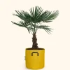 Bourgeon - Palmier de chine - trachycarpus fortunei 100cm + pot respirant jaune ø30cm Clearance