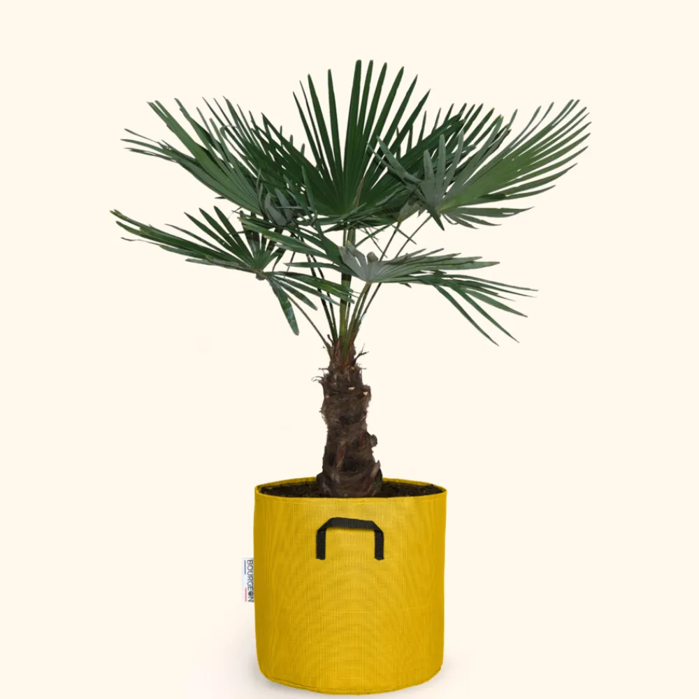 Bourgeon - Palmier de chine - trachycarpus fortunei 100cm + pot respirant jaune ø30cm Clearance