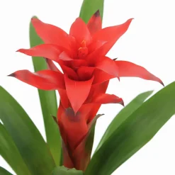 NA Plantes Fleuries | Bromeliacee Coupe céramique D16 cm - Coloris variables