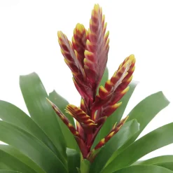 NA Plantes Fleuries | Bromeliacee Coupe céramique D16 cm - Coloris variables