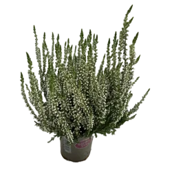NA Bruyere callu garden girls blanche pot 10.5cm Online
