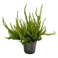 NA Bruyere callu garden girls vert pot 10.5cm Outlet