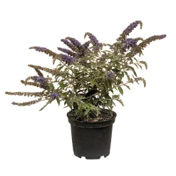NA Arbres Et Arbustes|Plantes De Haies | Buddleia davidii Collection Proven Winners® : pot 5L
