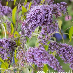 NA Arbres Et Arbustes|Plantes De Haies | Buddleia : pot de 3L