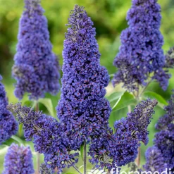 NA Arbres Et Arbustes|Plantes De Haies | Buddleia : pot de 3L