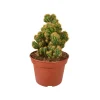 NA Cactus mix : Pot D.15cm New