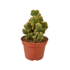 NA Cactus mix : Pot D.15cm New