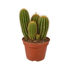 NA Cactus mix : Pot D.15cm New