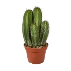 NA Cactus mix : Pot D.15cm New