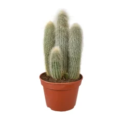 NA Cactus mix : Pot D.15cm New