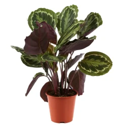 NA Plantes Vertes | Calathéa médaillon, pot D19cm