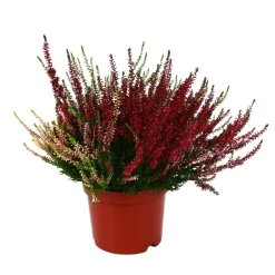 NA Plantes Vivaces | Callu Beauty Ladies® trio : conteneur de diamètre 17 cm