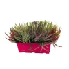 NA Callu Garden Girls® : jardinière de 40 cm New