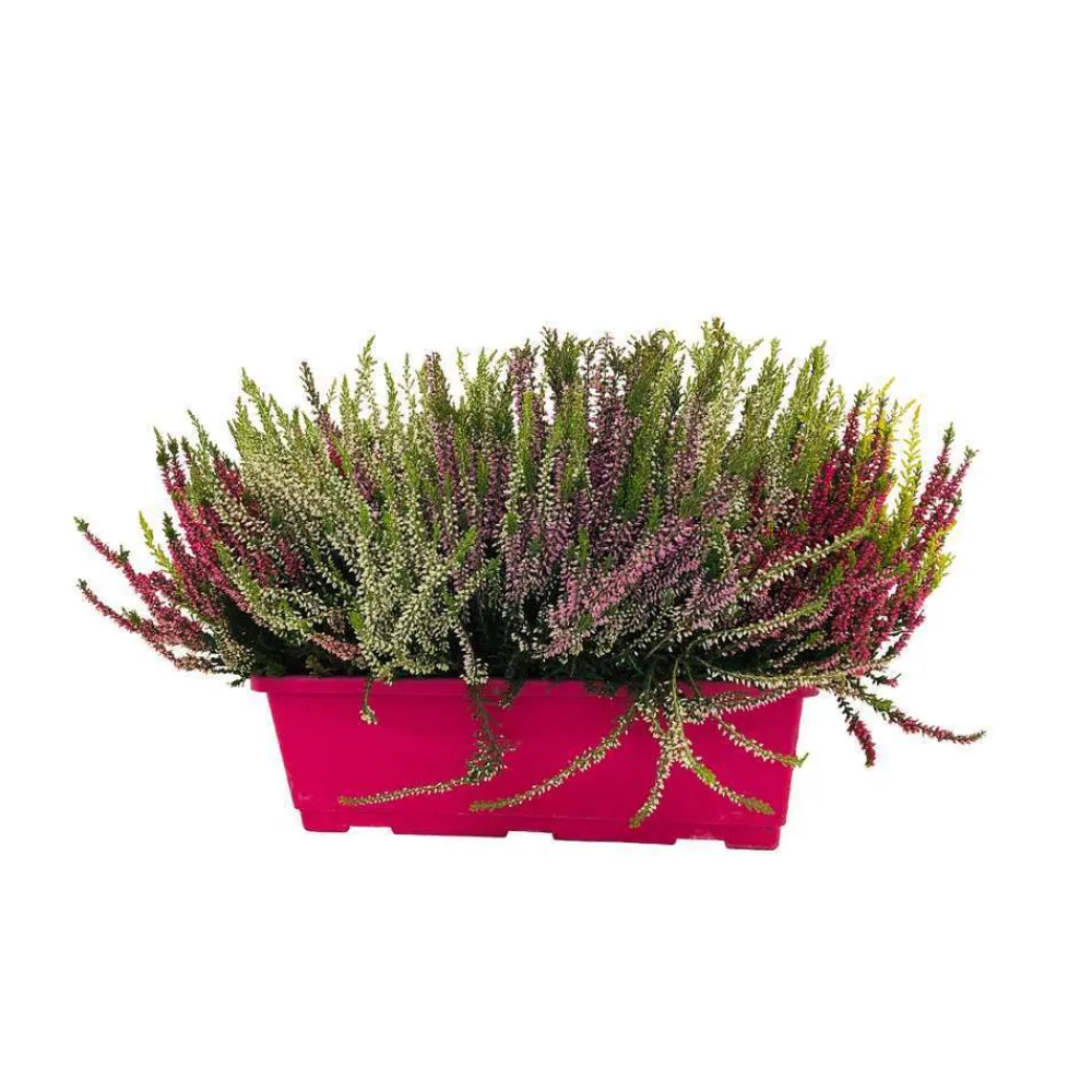 NA Callu Garden Girls® : jardinière de 40 cm New