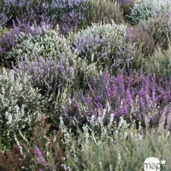 NA Callu Garden Girls® : jardinière de 40 cm New