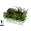 NA Campanule Get Mee ® - barquette de 6 plants Online