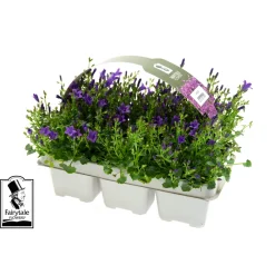 NA Campanule Get Mee ® - barquette de 6 plants Online