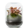 NA Terrariums Et Compositions | Capsule Fitto