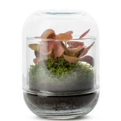 NA Terrariums Et Compositions | Capsule Fitto