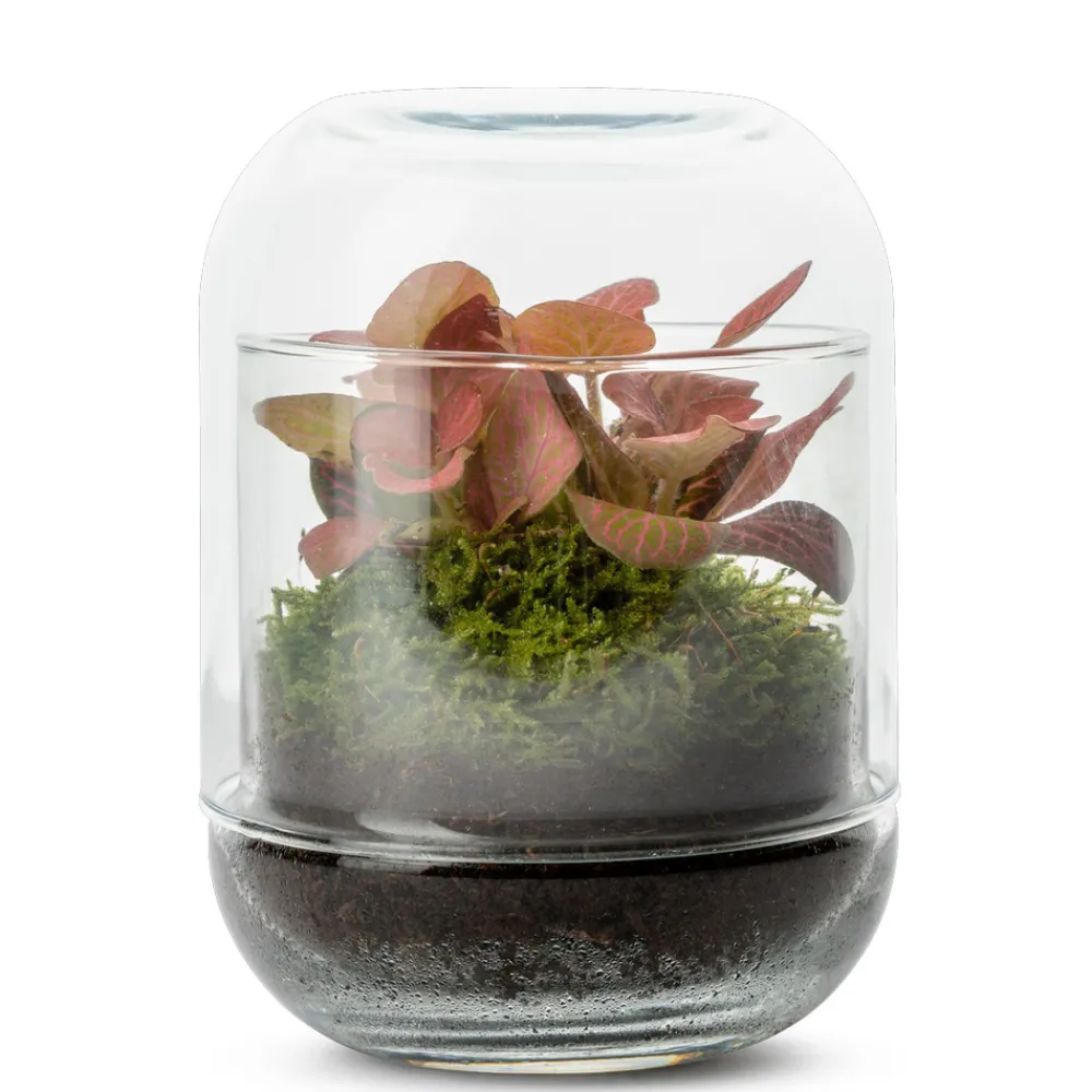 NA Terrariums Et Compositions | Capsule Fitto