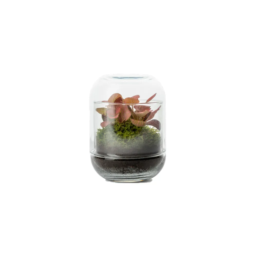 NA Terrariums Et Compositions | Capsule Fitto
