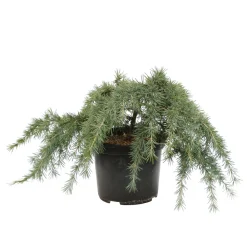 NA Cèdre de l'Himalaya 'Feeling Blue'- Cedrus Deodara 30/40 : pot 3L Best