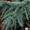 NA Conifères | Cèdre de l'Himalaya 'Feeling Blue'- Cedrus Deodara 40/50 : pot 5L