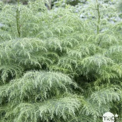 NA Cèdre du Japon (Cryptomeria japonica) 'Elegans' 40/60 : pot 3L New