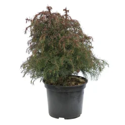 NA Cèdre du Japon (Cryptomeria japonica) 'Elegans' 40/60 : pot 3L New