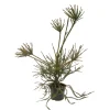 NA Cèdre du Japon-Cryptomeria japonica- 'Araucarioides' 40/60 : pot 3L New