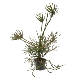 NA Cèdre du Japon-Cryptomeria japonica- 'Araucarioides' 40/60 : pot 3L New