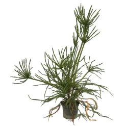 NA Cèdre du Japon-Cryptomeria japonica- 'Araucarioides' 40/60 : pot 3L New