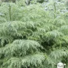 NA Conifères | Cèdre du Japon (Cryptomeria japonica) 'Elegans Viridis' 40/50 : pot 3L