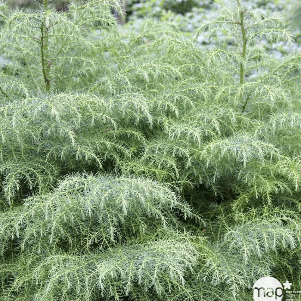 NA Conifères | Cèdre du Japon (Cryptomeria japonica) 'Elegans Viridis' 40/50 : pot 3L