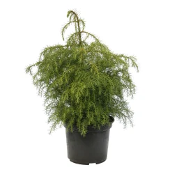 NA Conifères | Cèdre du Japon (Cryptomeria japonica) 'Elegans Viridis' 40/50 : pot 3L