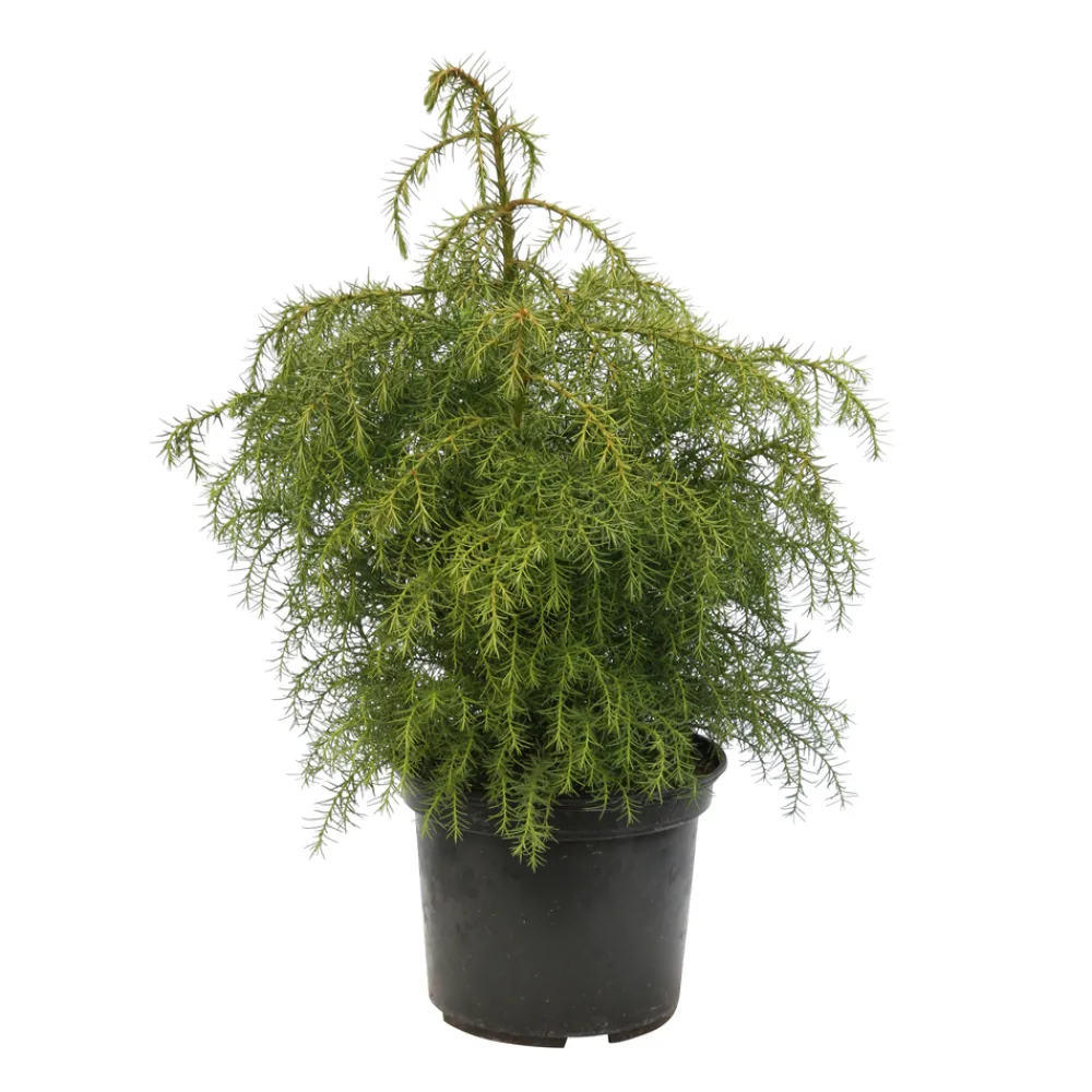 NA Conifères | Cèdre du Japon (Cryptomeria japonica) 'Elegans Viridis' 40/50 : pot 3L