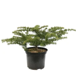 NA Cèdre du Liban in - Cedrus libani- '' 30/40 : pot 3L Clearance