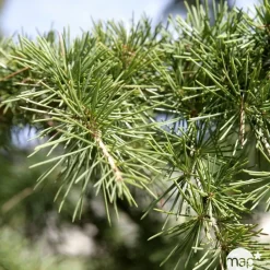 NA Conifères | Cèdre du Liban in -Cedrus libani-'' 50/60 : pot 5L