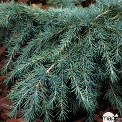 NA Cedrus Deodara Feeling Blue : H. 30/40 cm pot 4L Outlet