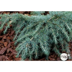 NA Cedrus Deodara Feeling Blue : H. 30/40 cm pot 4L Outlet