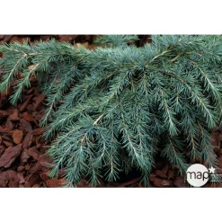 NA Cedrus Deodara Feeling Blue : H. 30/40 cm pot 4L Outlet
