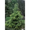 NA Cedrus Deodara Golden Horizon : H. 30/40 cm pot 4L Discount