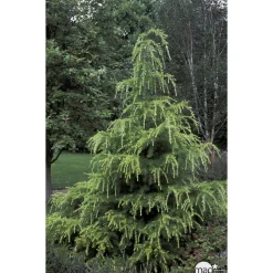 NA Cedrus Deodara Golden Horizon : H. 30/40 cm pot 4L Discount