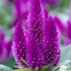 NA Fleurs De Saison | Celosie Caracas Pot 0,65L