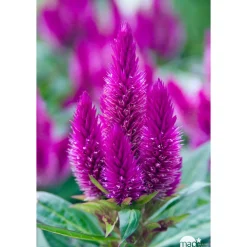 NA Fleurs De Saison | Celosie Caracas Pot 0,65L