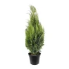 NA Conifères | Chamaecyparis Lawsonia Allumii Gold : 100/125 cm pot 4L