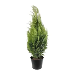 NA Conifères | Chamaecyparis Lawsonia Allumii Gold : 100/125 cm pot 4L