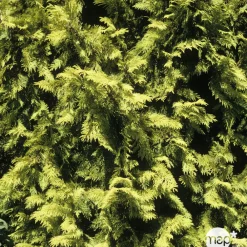 NA Conifères | Chamaecyparis Lawsonia Allumii Gold : 100/125 cm pot 4L